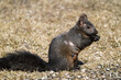 © Janet - Squirrel missing hair on face and body, probably mange, a parasite. On a beautiful spring day but freezing cold