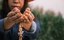 Yellow Ripe Corn Grain In Woman Farmer Hand Pouring With Plantation Farm Background, Industrial Agriculture