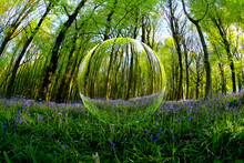 A Beech Woodland In Spring With Bluebells Through A Fish-eye Lens, Cardiff, South Wales, UK, Seen Through A Floating Crystal Ball
