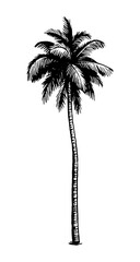 Canvas Print - coconut palm tree.