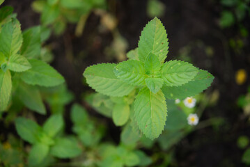 Mint, a plant in the garden