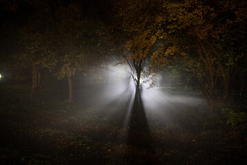 Wall Mural - strange light in a dark forest at night. Silhouette of person standing in the dark forest with light. Dark night in forest at fog time. Surreal night forest scene. Horror halloween concept. Fairytale