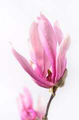 Wall Mural - Magnolia flowers on a branch. White background