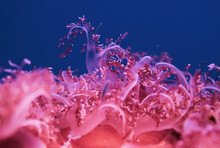 Closeup Shot Of Pink Corals In The Sea