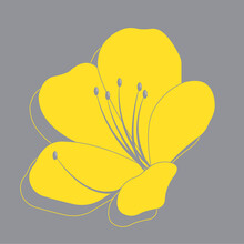 Yellow Illuminating Azaleas Flower On Ultimate Gray Background