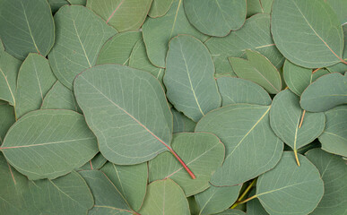 Background Texture made of green eucalyptus leaves, dew. Flat lay, top view