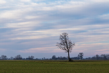 landscape during the setting sun and a lonely tree in the field, sunset