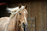 Fototapeta Konie - All die schönen Pferde. Portrait von freien Pferden auf der Weide
