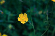 Buttercup flower