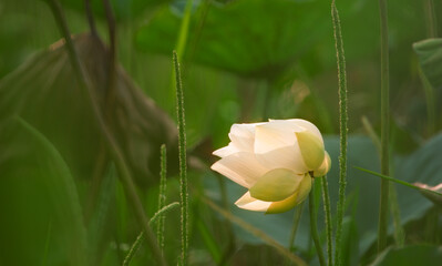 Beautiful White Lotus Blossom on Sun Light in Green Natural Pond Background