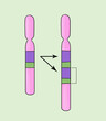 © gulsah - gene duplication sample. Chromosome abnormalities - deletion, duplication, inversion