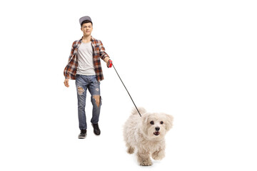 Wall Mural - Full length portrait of a guy walking a maltese poodle dog on a lead