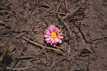 Wall Mural - Pink mum flower top view close up