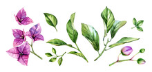 Watercolor Floral Collection Of Elements. Purple Bougainvillea Branch In Blossom, Flowers, Leaves. Hand Painted Tropical Set. Botanical Illustrations Isolated On White
