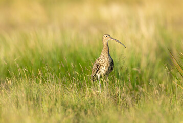 Curlew, Scientific name: Numenius arquata. Adult curlew in Summer with long beak stood in natural moorland habitat of reeds and grasses during the nesting season.  Yorkshire, England. Space for copy.