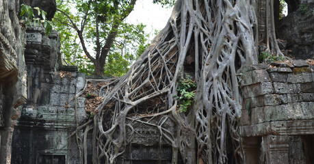 Ta Prohm Temple, near to Siem Reap, Cambodia. One of the most monumental temples on the territory of the Hindu complex Angkor in Cambodia. Located in thick jungle in a dilapidated condition. Roots