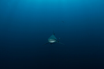 Poster - Black tip shark during dive. Sharks in South Africa. Marine life in Indian ocean. 