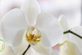 Fototapeta Panele - blooming orchid on a light background