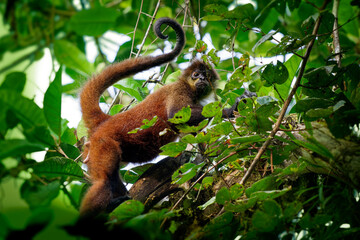 Wall Mural - geoffroys spider monkey - ateles geoffroi also black-handed spider monkey or the central american sp