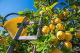 Fototapeta  - Lemon harvest time: wooden ladder and a pail on a citrus grove during harvest time in Sicily