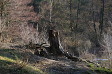 Lonely Tree Stump In The Forest
