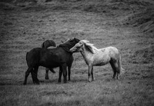 A Band Of Icelandic Horses, Westfjords, Iceland