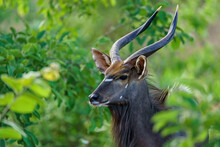 Closeup Shot Of A Male Nyala In The Safari In Southern Africa
