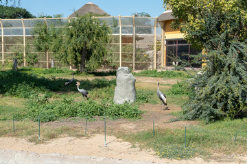 Canvas Print - Crowned cran birds in Dubai Safari Park on the background of a building