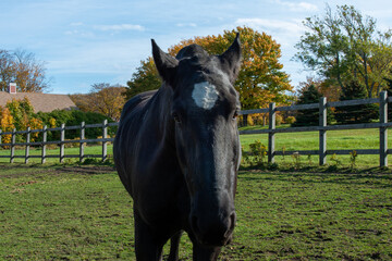 Wall Mural - A black adult horse with a white heart shape on its forehead leans over a green fence. The large domestic animal has ears pointing upwards, a long mane and chestnut colour hair with a pink bridle.