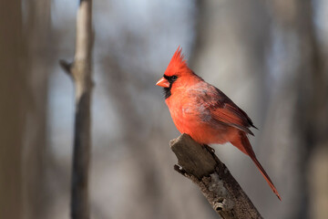 Wall Mural - Male northern cardinal (Cardinalis cardinalis) 