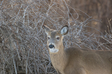 Sticker - Beautiful white-tailed deer female closeup in Quebec, Canada