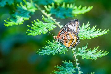 Wall Mural - the female leopard lacewing (Cethosia cyane) is a species of heliconiine butterfly found from India to southern China and Indochina.