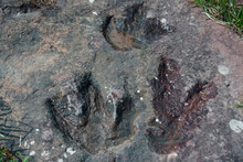 3 Footprint Of Dinosaur  On A Rock Surface
