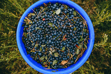 A pile of blueberries in the bucket