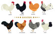 Roosters Set of eight breeds of domestic chicken Flat vector illustration Poultry farming