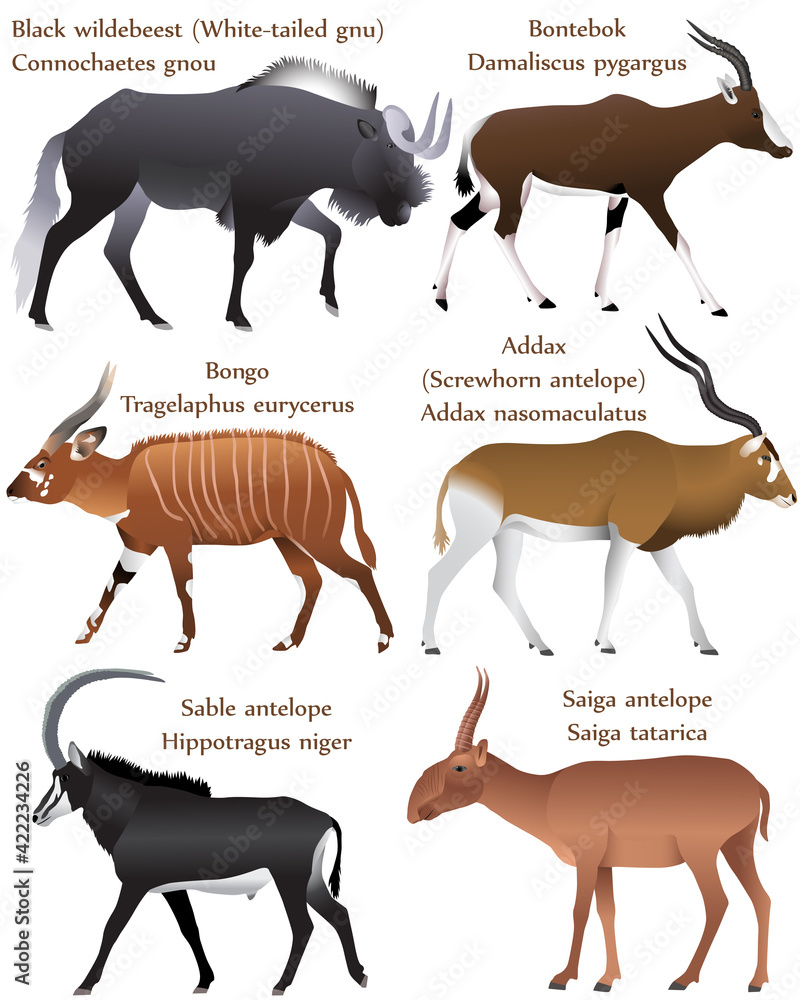 Collection of different species of antelopes in colour image: black wildebeest (white-tailed gnu), bontebok, bongo, addax (screwhorn antelope), sable antelope, saiga antelope - obrazy, fototapety, plakaty 
