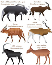 Collection Of Different Species Of Antelopes In Colour Image: Black Wildebeest (white-tailed Gnu), Bontebok, Bongo, Addax (screwhorn Antelope), Sable Antelope, Saiga Antelope