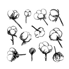 Wall Mural - Vintage sketch illustration with black cotton flower sketch set on soft white background. Vintage nature illustration, isolated. Hand drawn style vector.