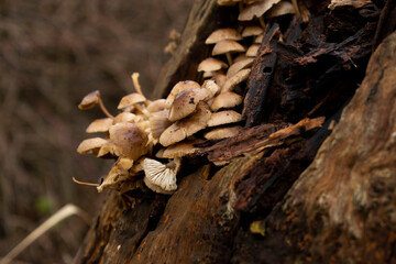 Mushrooms on a tree