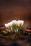 Fototapeta Lawenda - white crocus flower