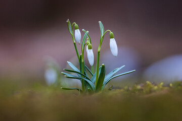 Poster - snowdrops 