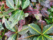 Codiaeum Variegatum A Lot. Croton Leaves Texture Background. Variegated Laurel, Garden Croton, Orange Jessamine.Top View Of Indoor Plant, Houseplant.