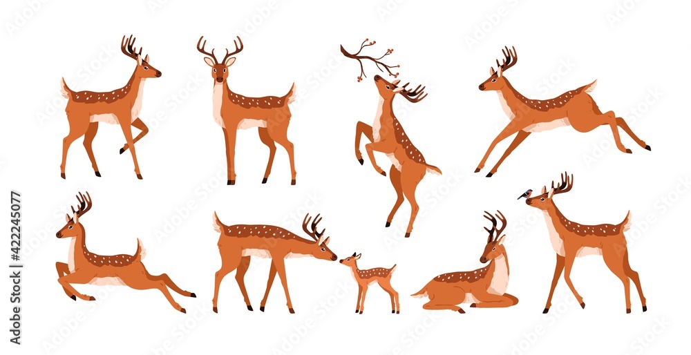 Set of cute deer isolated on white background. Adorable spotted bambis lying, running, jumping, eating and walking. Christmas reindeer. Forest horny animals. Colored flat vector illustration - obrazy, fototapety, plakaty 