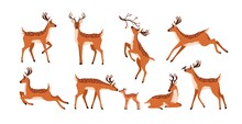 Set Of Cute Deer Isolated On White Background. Adorable Spotted Bambis Lying, Running, Jumping, Eating And Walking. Christmas Reindeer. Forest Horny Animals. Colored Flat Vector Illustration