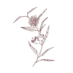 Poster - Outlined drawing of blooming eucalyptus flower with blossomed and unblown buds. Vintage botanical art isolated on white background. Hand-drawn floral vector illustration in retro style
