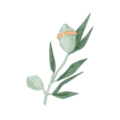 Poster - Australian eucalyptus flower with unopened buds in caps. Hand-drawn botanical element isolated on white background. Floral vector illustration of wild exotic plant