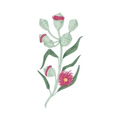 Poster - Blooming Australian eucalyptus flower with leaves, blossomed and unopened floral buds. Hand-drawn botanical element in retro style. Colored vector illustration isolated on white background