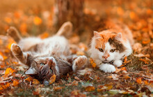 Portrait Two Cute Beautiful Cats Lie In An Autumn Sunny Garden Among Fallen Leaves