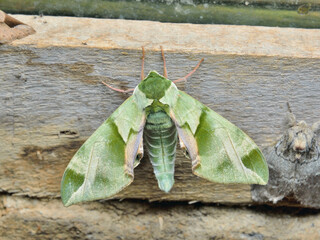 Canvas Print - Butterfly hawkmoth (Callambulix tatarinovii)