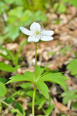 Wall Mural - White spring flower (Anemonoides amurensis)